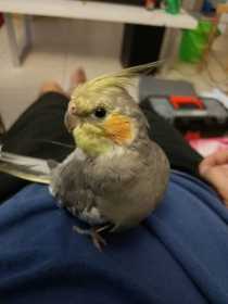 Lost Cockatiel