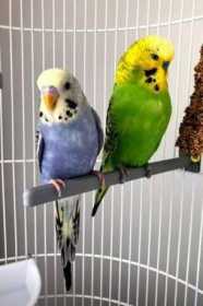 Lost Budgerigar