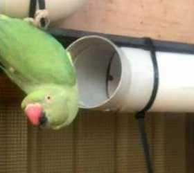 Lost African Ringneck Parakeet