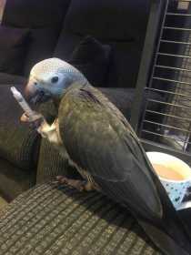 Lost African Grey