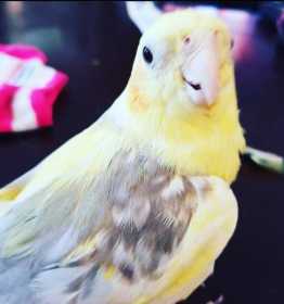 Lost Cockatiel