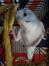 Lost Budgerigar