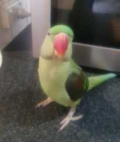Lost Alexandrine