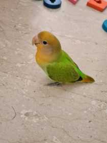 Lost Lovebird