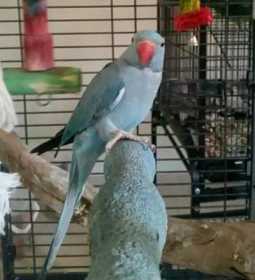 Lost Indian Ringneck Parakeet