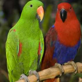 Lost Eclectus