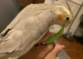 Lost Cockatiel