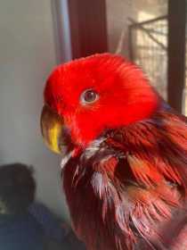 Lost Eclectus