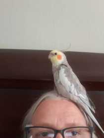 Lost Cockatiel