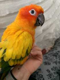 Lost Conure