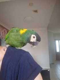 Lost Macaw