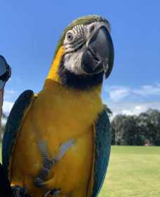 Lost Macaw