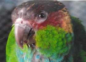 Lost Conure