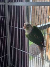 Lost Conure