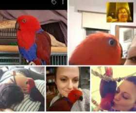 Lost Eclectus