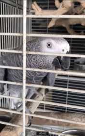 Lost African Grey