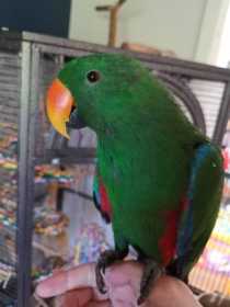 Lost Eclectus