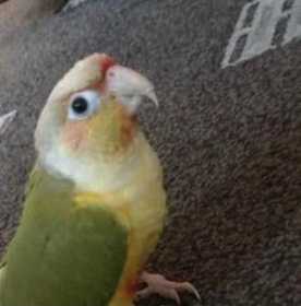 Lost Conure