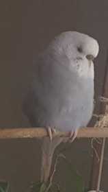 Lost Budgerigar