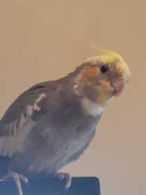 Lost Cockatiel