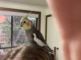 Lost Cockatiel