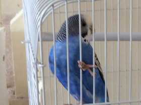 Lost Budgerigar