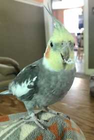 Lost Cockatiel