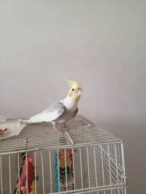 Lost Cockatiel