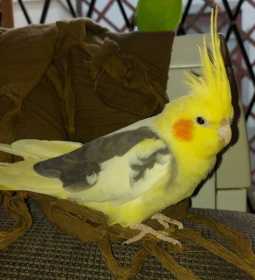 Lost Cockatiel