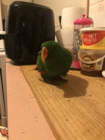 Lost Eclectus