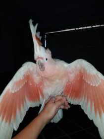 Lost Major Mitchell Cockatoo