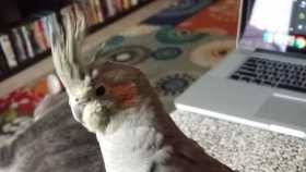 Lost Cockatiel