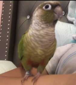 Lost Conure