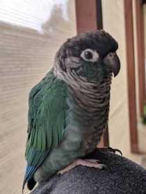 Lost Conure