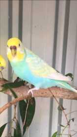 Lost Budgerigar