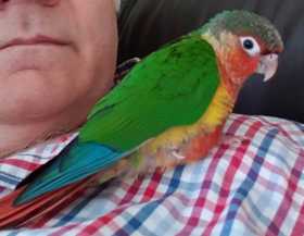 Lost Conure