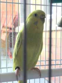 Lost Parakeet