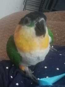Lost Caique
