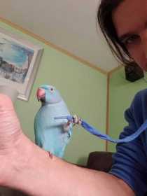 Lost Indian Ringneck Parakeet