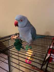 Lost Indian Ringneck Parakeet