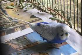 Lost Budgerigar