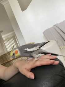 Lost Cockatiel