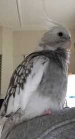Lost Cockatiel