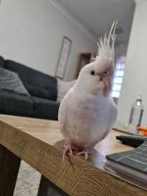 Lost Cockatiel