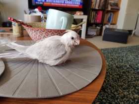 Lost Cockatiel