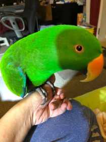 Lost Eclectus