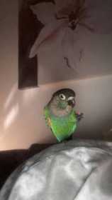 Lost Conure