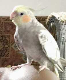 Lost Cockatiel