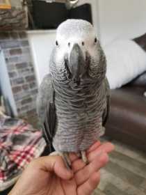 Lost African Grey