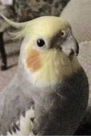 Lost Cockatiel